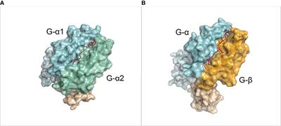 PANDORA: A Fast, Anchor-Restrained Modelling Protocol for Peptide: MHC Complexes